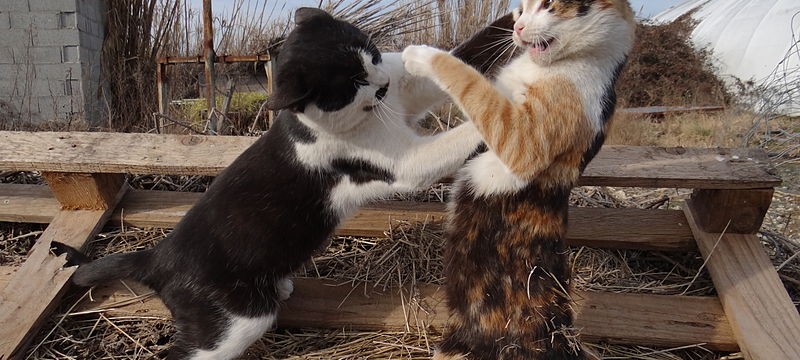 Combat de chats